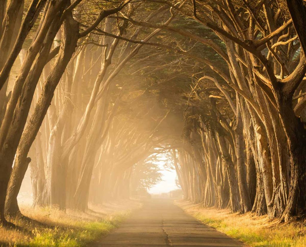 Chemin bordé d’arbres baigné de lumière dorée symbolisant le parcours intérieur de la psychanalyse, du questionnement à la découverte de soi.